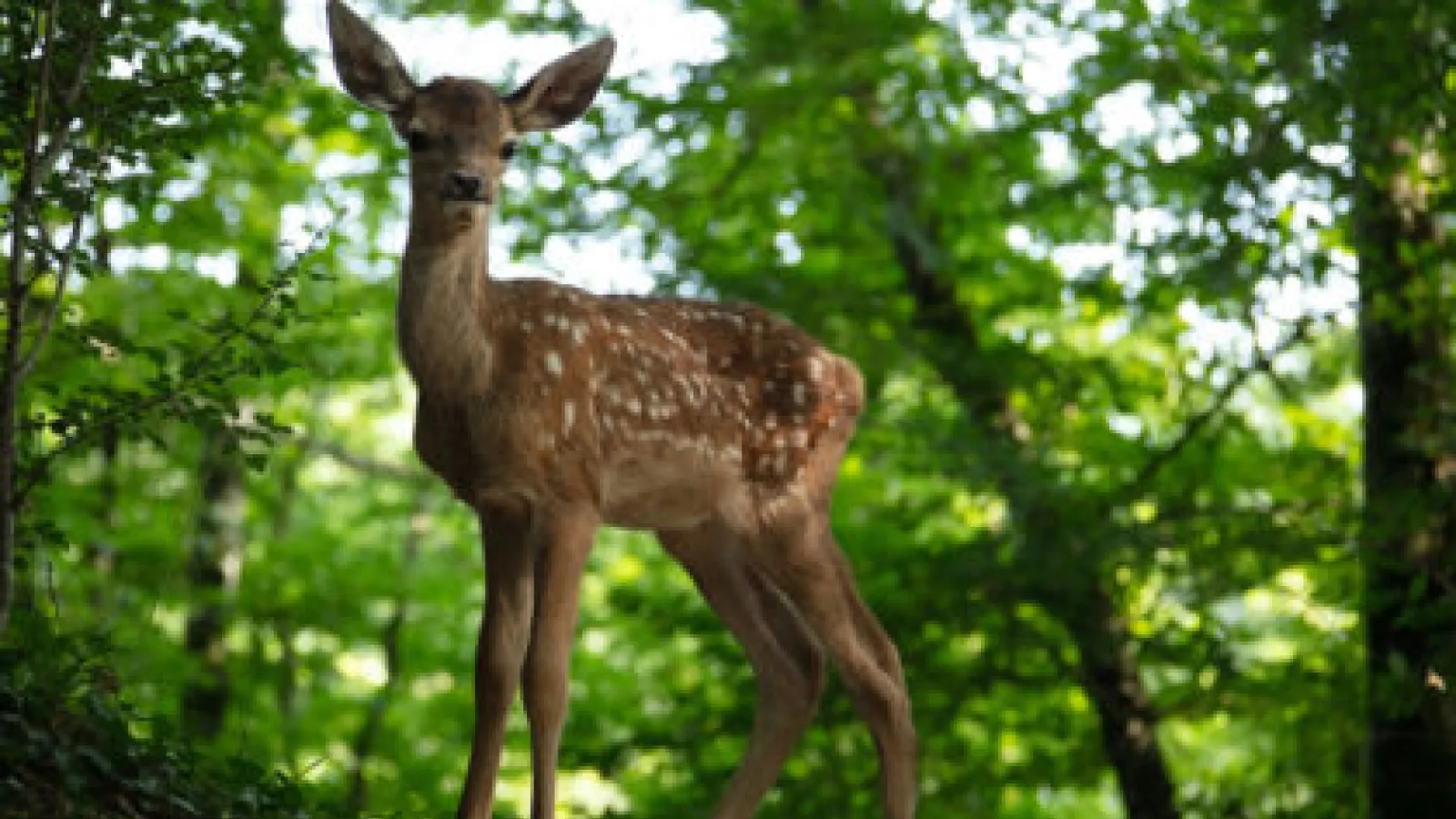 Bambi. L'histoire d'une vie dans les bois