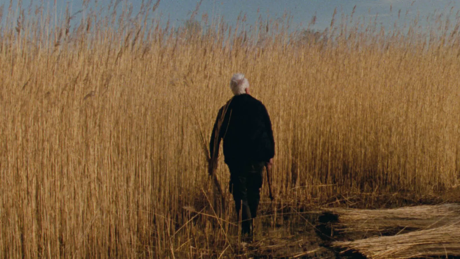 Reedland